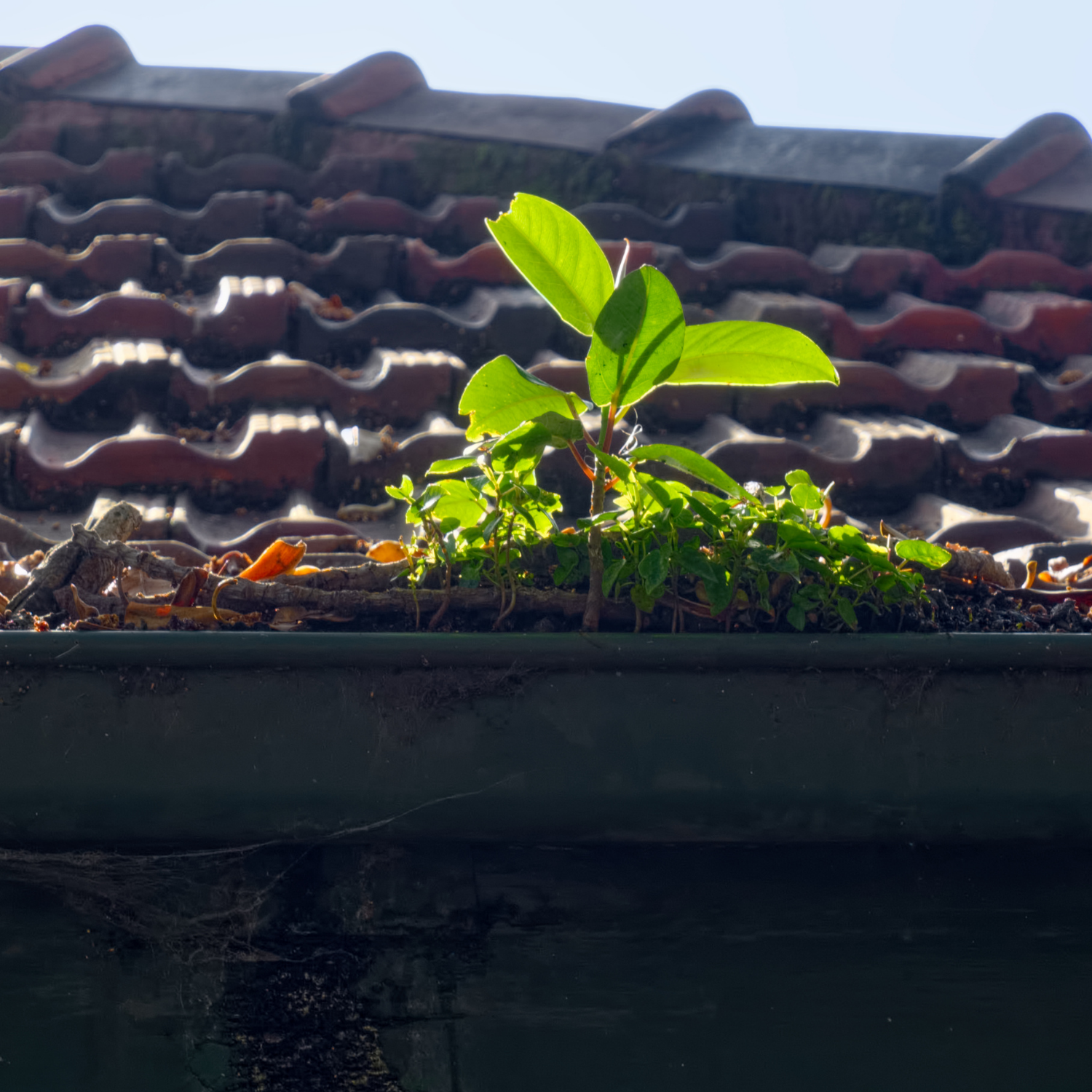 overgrown weeds cleared by a professional gutter cleaning company